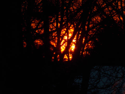 sunset trees