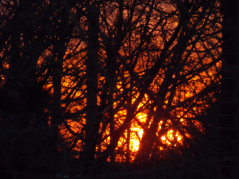 sunset forest