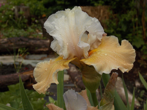 Champagne Iris