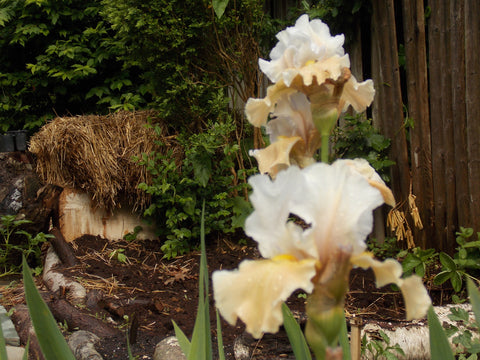 Champagne Iris with hay