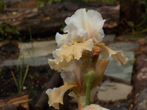 Champagne Iris with log