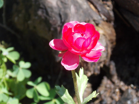 Red Flower