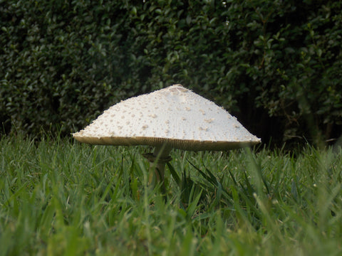 Mushroom