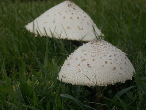 Mushroom Twins