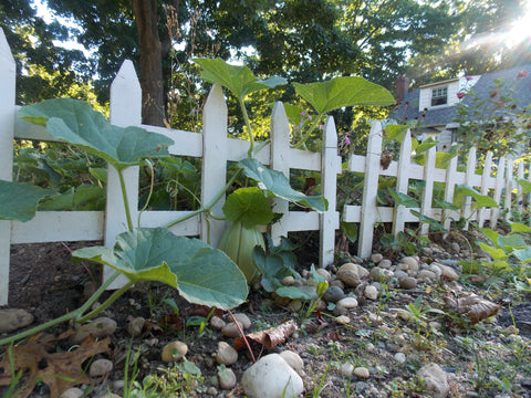 Melon & Fence