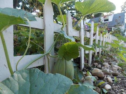 Fence & Melon