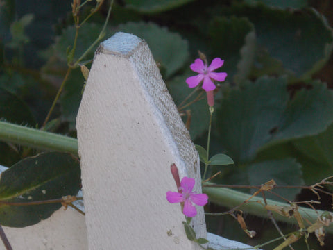 Fence & Flower