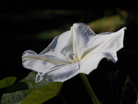 Moon Flower