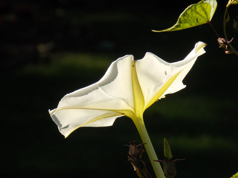 Moon Flower II