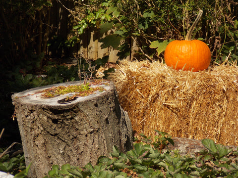 Autumn in New York