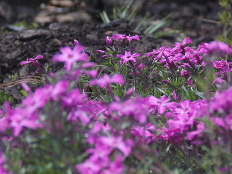 mountain pink focus