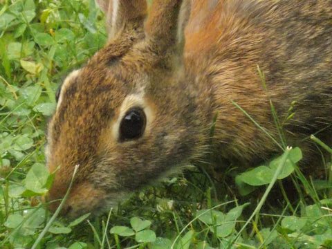 Neil the Rabbit