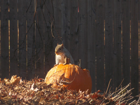 fall feast